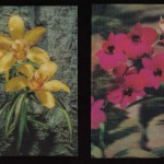 на открытках 0033 150x150 - Орхидеи на открытках