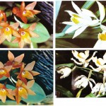на открытках 0065 150x150 - Орхидеи на открытках