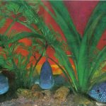 Акара голубая 150x150 - Аквариумные рыбки