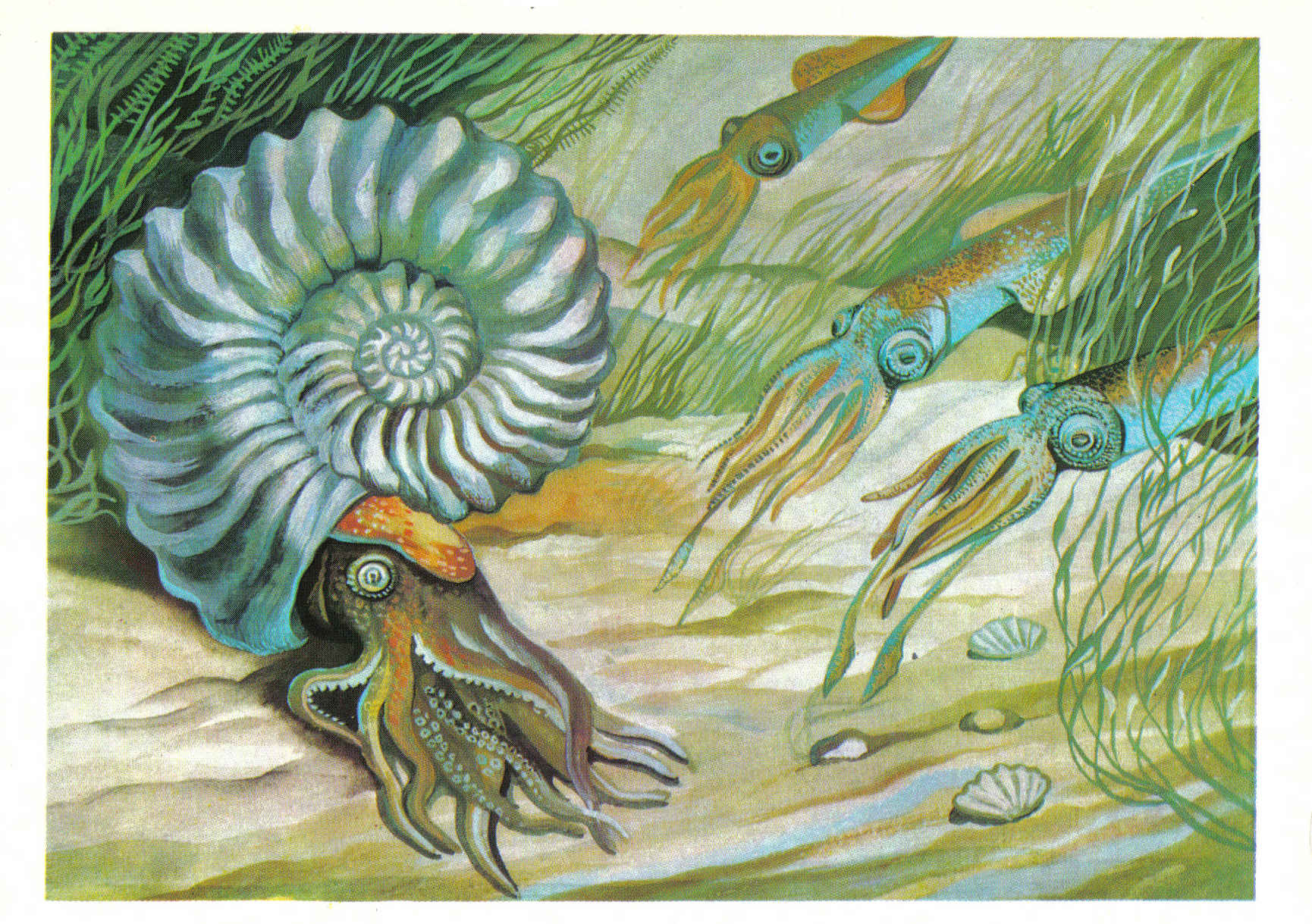 Первые головоногие моллюски. Аммониты головоногие Эра. Аммониты головоногие белемнит. Моллюски аммониты и белемниты. Аммониты палеозойской эры.