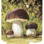 Белый гриб 150x150 - Грибы