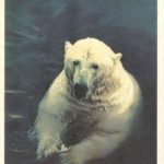 Белый медведь 150x150 - Ленинградский Зоопарк