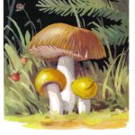 Валуй 150x150 - Грибы