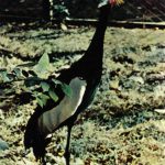 Венценосный журавль 150x150 - Птицы