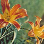 Гемерокалис 150x150 - Цветы