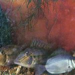 Геофагус и гурами 150x150 - Аквариумные рыбки