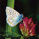 Голубянка Икар  150x150 - Бабочки