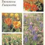 Открытка Декоративные растения. Откр. 017 150x150 - Цветы