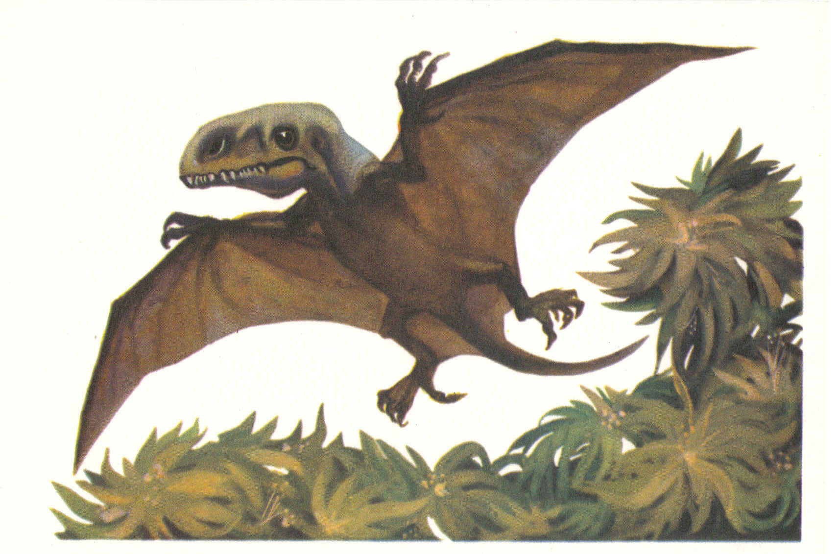 Ископаемый ящер. Летающий динозавр Диморфодон. Древние летающие ящеры. Древние летающие ящерицы. Древний летающий ящер.
