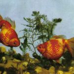 Жемчужницы 150x150 - Аквариумные рыбки