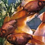 Золотой вуалехвост 150x150 - Аквариумные рыбки