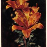 Лилии 3 150x150 - Цветы