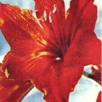 Лилии 5 150x150 - Цветы