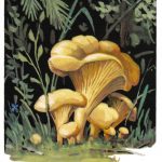 Лисички 150x150 - Грибы