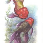 Львиноголовка 150x150 - Аквариумные рыбки