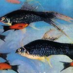 Меченосец вильчатый 150x150 - Аквариумные рыбки