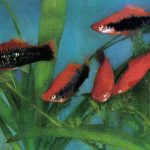 Меченосцы 150x150 - Аквариумные рыбки