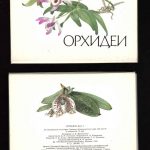 Открытка Орхидеи на открытках 0023 150x150 - Цветы