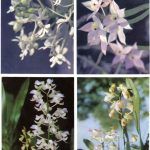 Орхидеи на открытках 0045 150x150 - Цветы