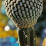 Пелецифора ложногребенчатая 150x150 - Цветы