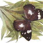 Переливница Шренка  150x150 - Бабочки
