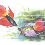 Петушки 150x150 - Аквариумные рыбки