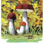 Подосиновик 150x150 - Грибы