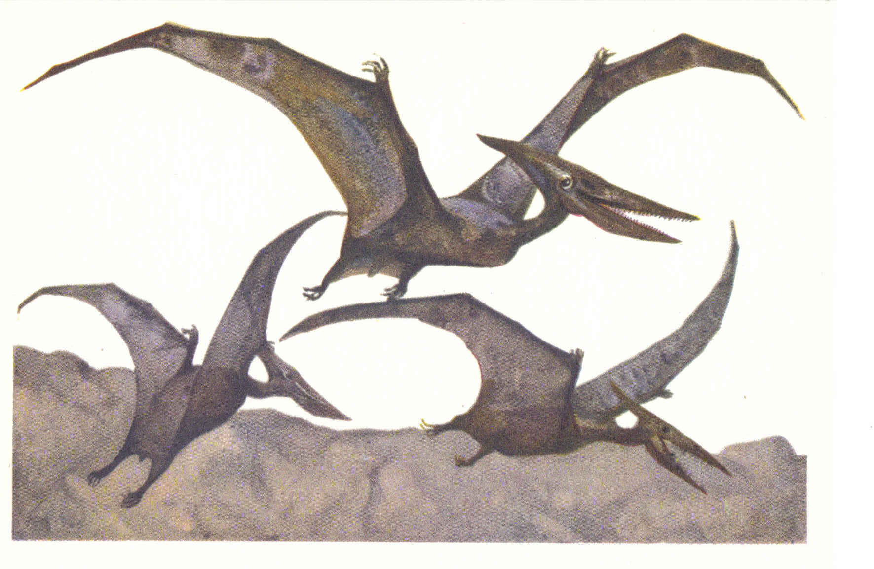 Жила на свете птеранодон. Древние рептилии(птерадрон. Птеранодон птерозавры мелового периода. Летающий ящер Птеранодон. Птеранодон реконструкция.