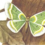 Пяденица удивительная  150x150 - Бабочки