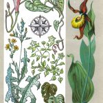 Растения индикаторы 150x150 - Удивительные растения
