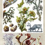 Растения сфинксы 150x150 - Удивительные растения