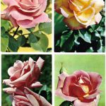 Роза 00025 00028 150x150 - Цветы