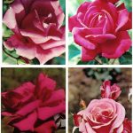 Роза 00053 00056 150x150 - Цветы