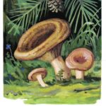 Рыжик 150x150 - Грибы