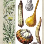 Самые крупные ягоды на Земле 150x150 - Удивительные растения