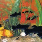 Чёрная молли 150x150 - Аквариумные рыбки