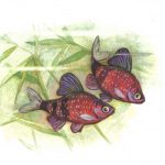 Чёрный барбус 150x150 - Аквариумные рыбки