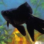 Чёрный телескоп 150x150 - Аквариумные рыбки