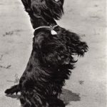 Шотландский терьер 150x150 - Собаки чёрно-белые